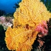 seafan_pc_v_0705_png2006.jpg